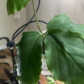Photo of the plant species Tetrastigma obtectum by @DeluxeSuriana named Leaf Erickson on Greg, the plant care app