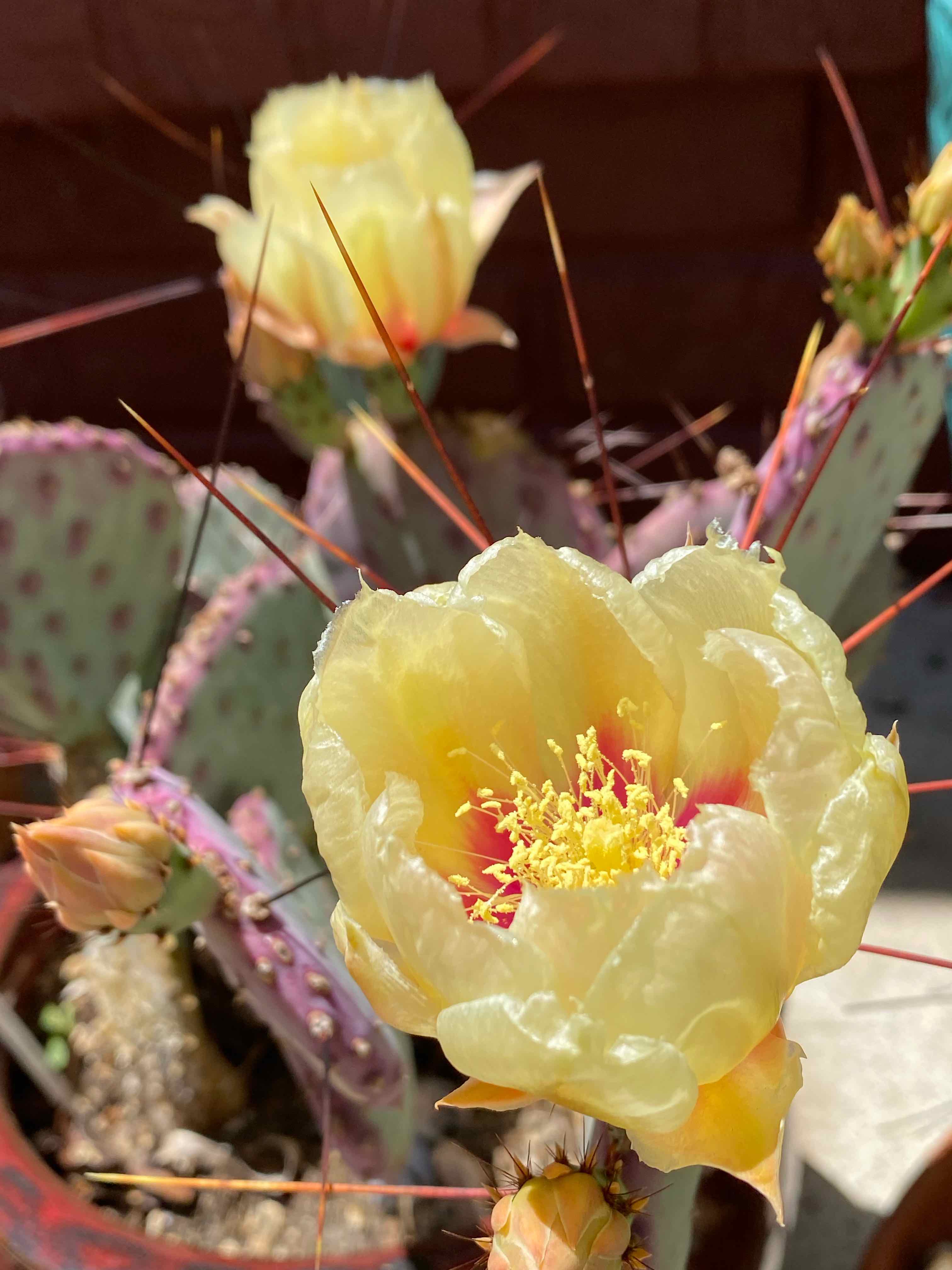 Black-Spined Prickly Pear with vibrant yellow flowers in bloom.