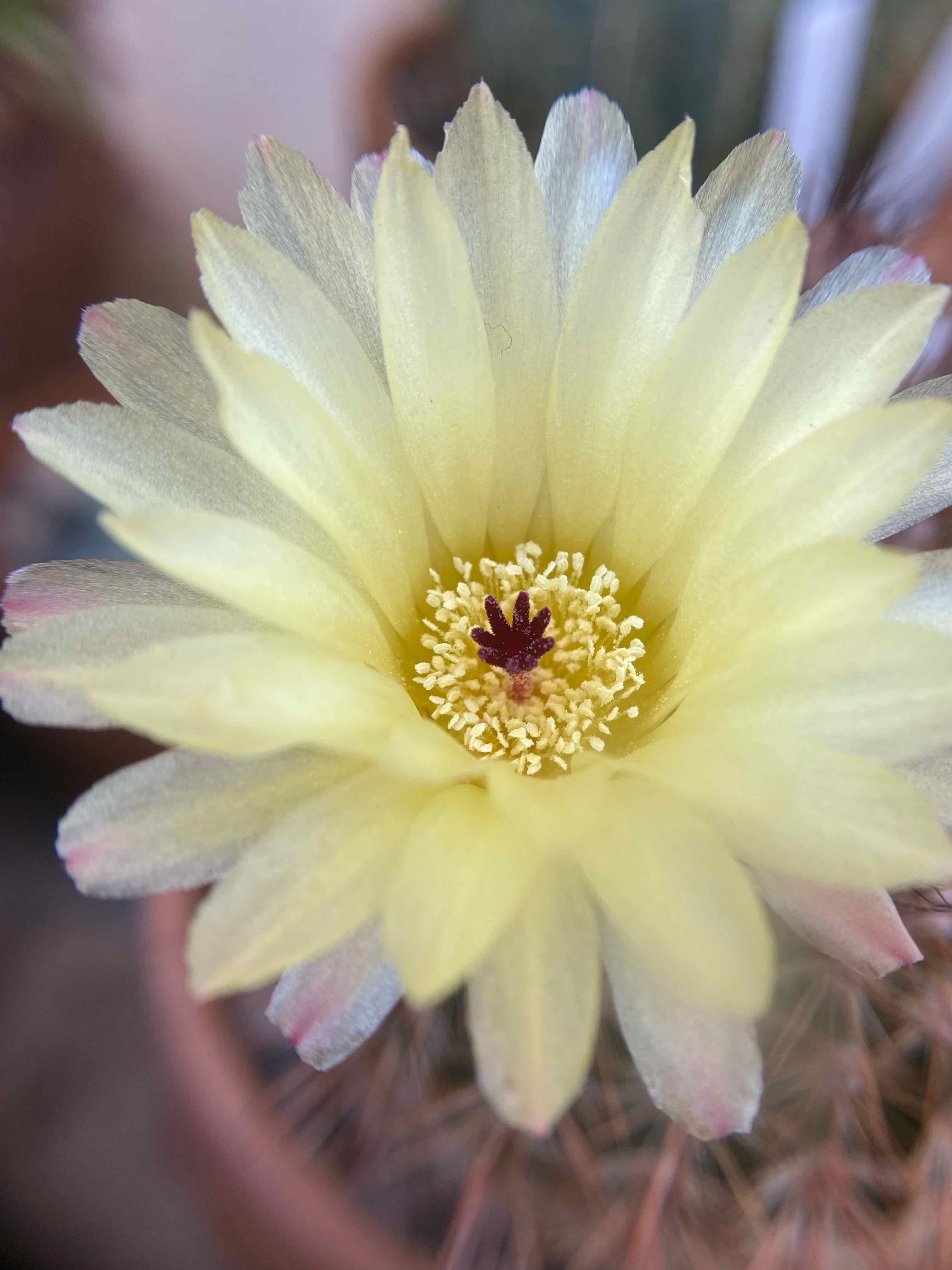 Close-up of a flowering Parodia x erubescens cactus with a yellow flower and red stigma.