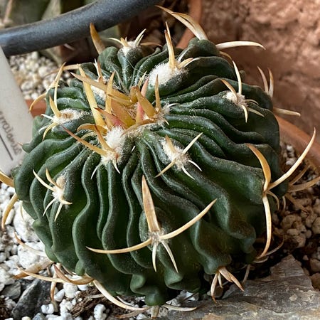 Photo of the plant species Stenocactus guerraianus by @KactusKrump named Stenocactus guerraianus on Greg, the plant care app