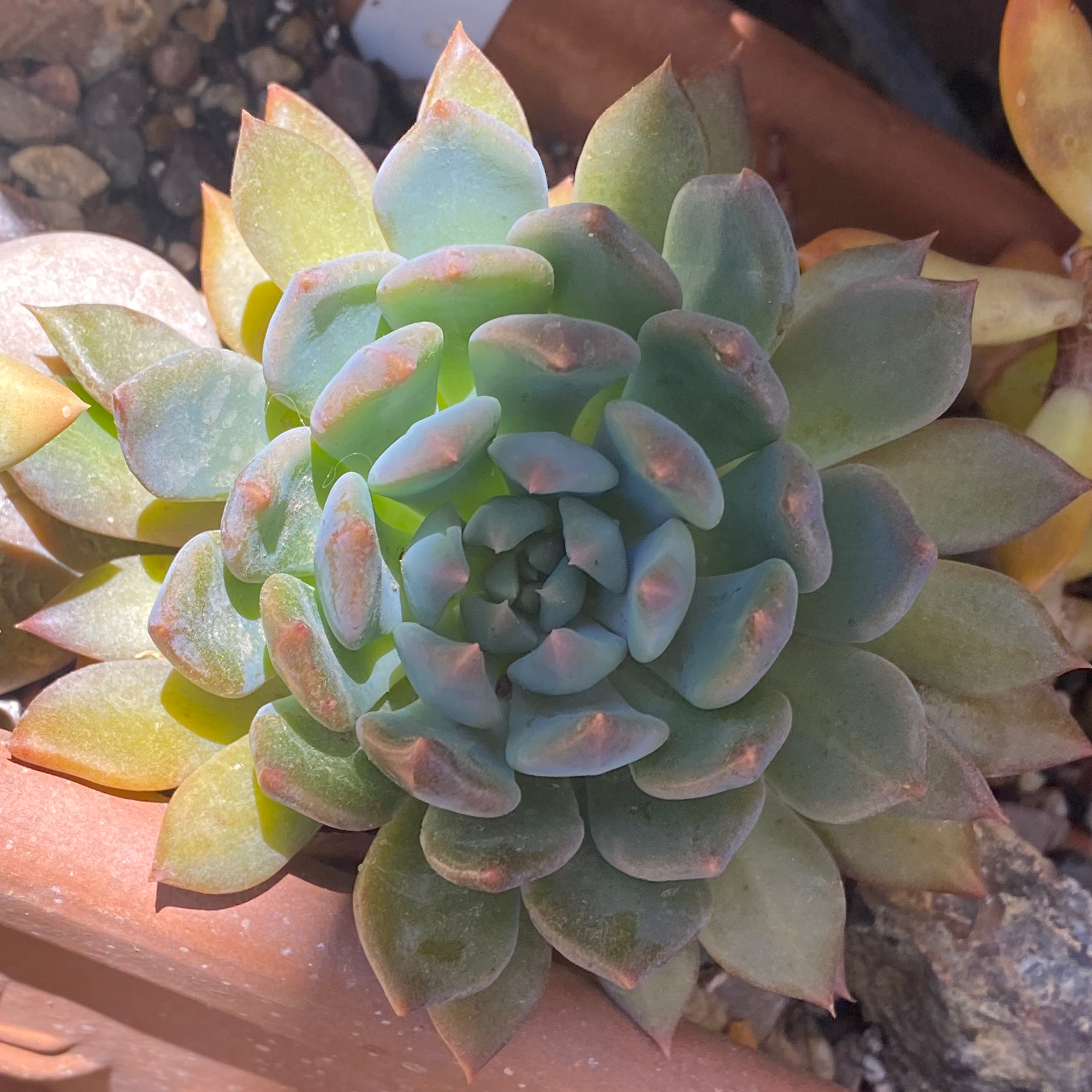 Sedeveria 'Dark Elf' succulent with bluish-green rosette leaves and some browning tips.