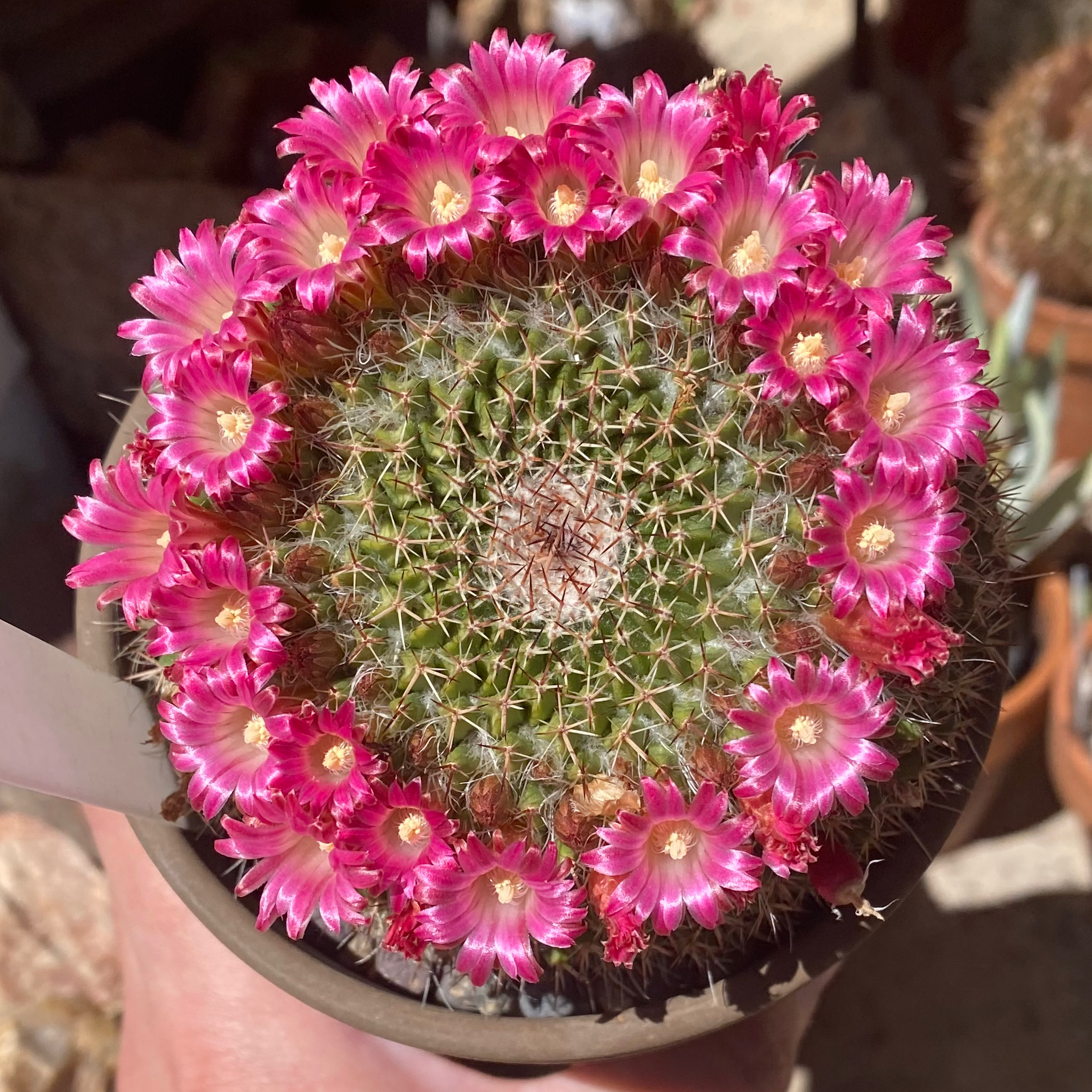 Mammillaria mystax cactus with pink flowers arranged in a circle around the top.