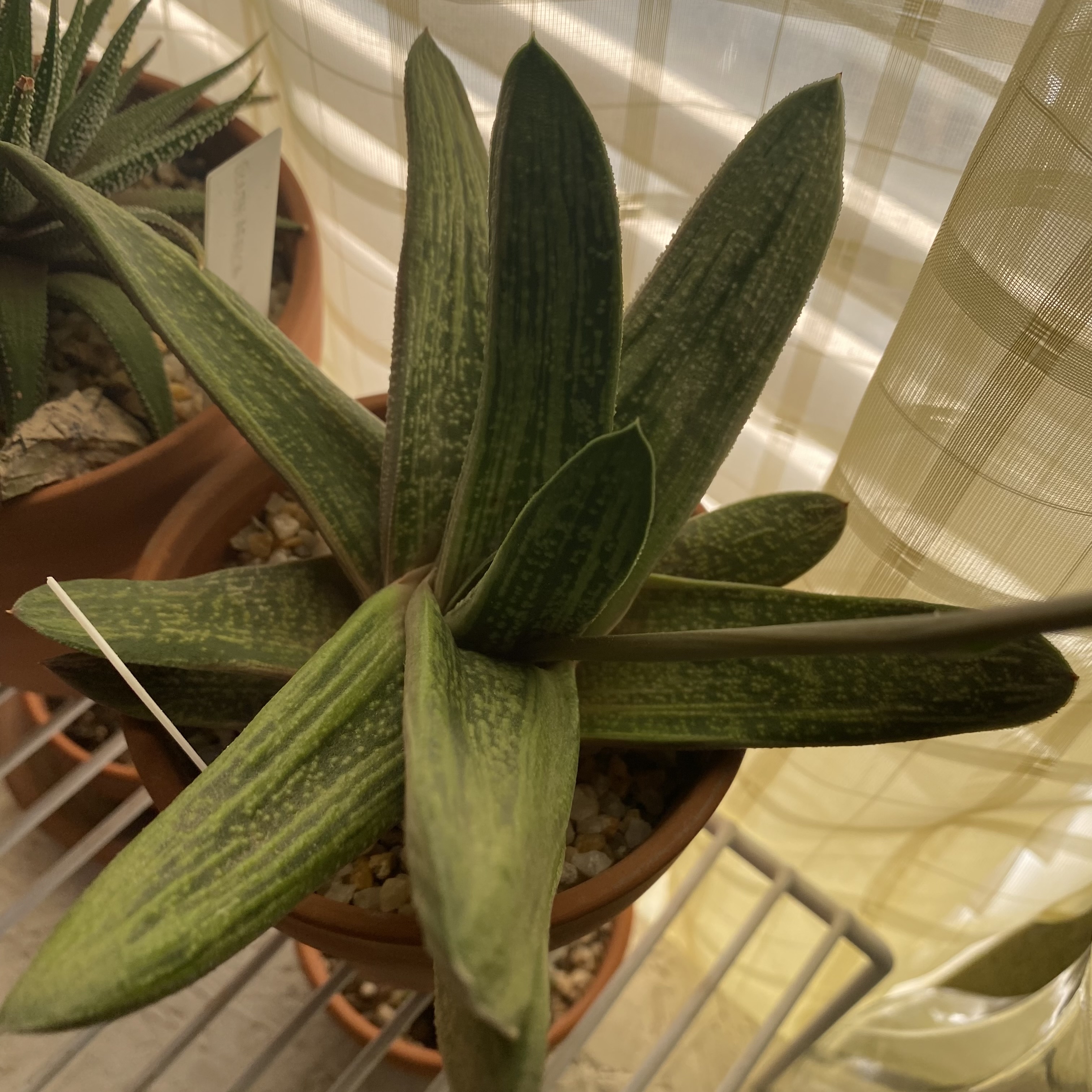 Gasteria 'Little Warty' plant in a pot with healthy green leaves.