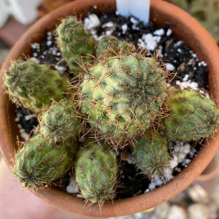 Photo of the plant species Sulcorebutia tarabucoensis by @KactusKrump named Sulcorebutia tarabucoensis on Greg, the plant care app