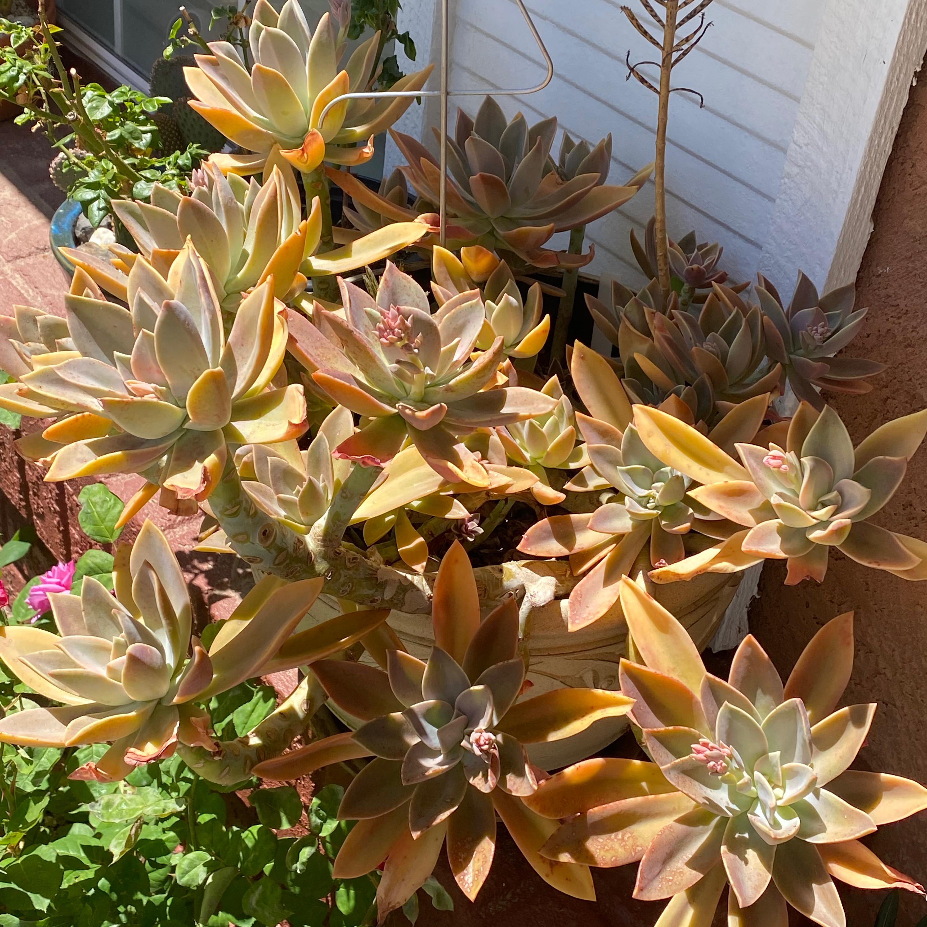 Cluster of Graptoveria 'Fred Ives' succulents with slight yellowing and browning on some leaves.