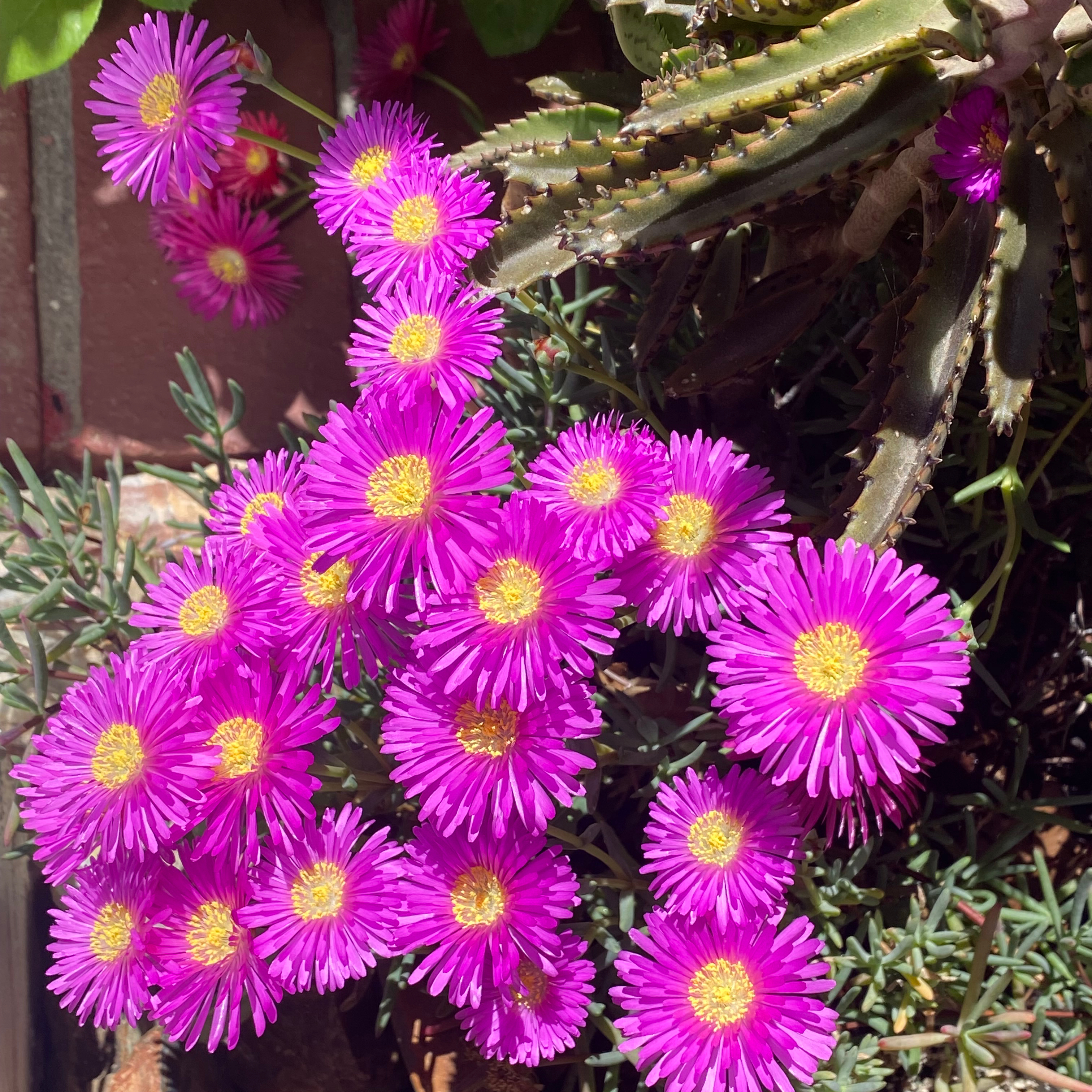 Vibrant Iceplant with numerous bright pink flowers and yellow centers.
