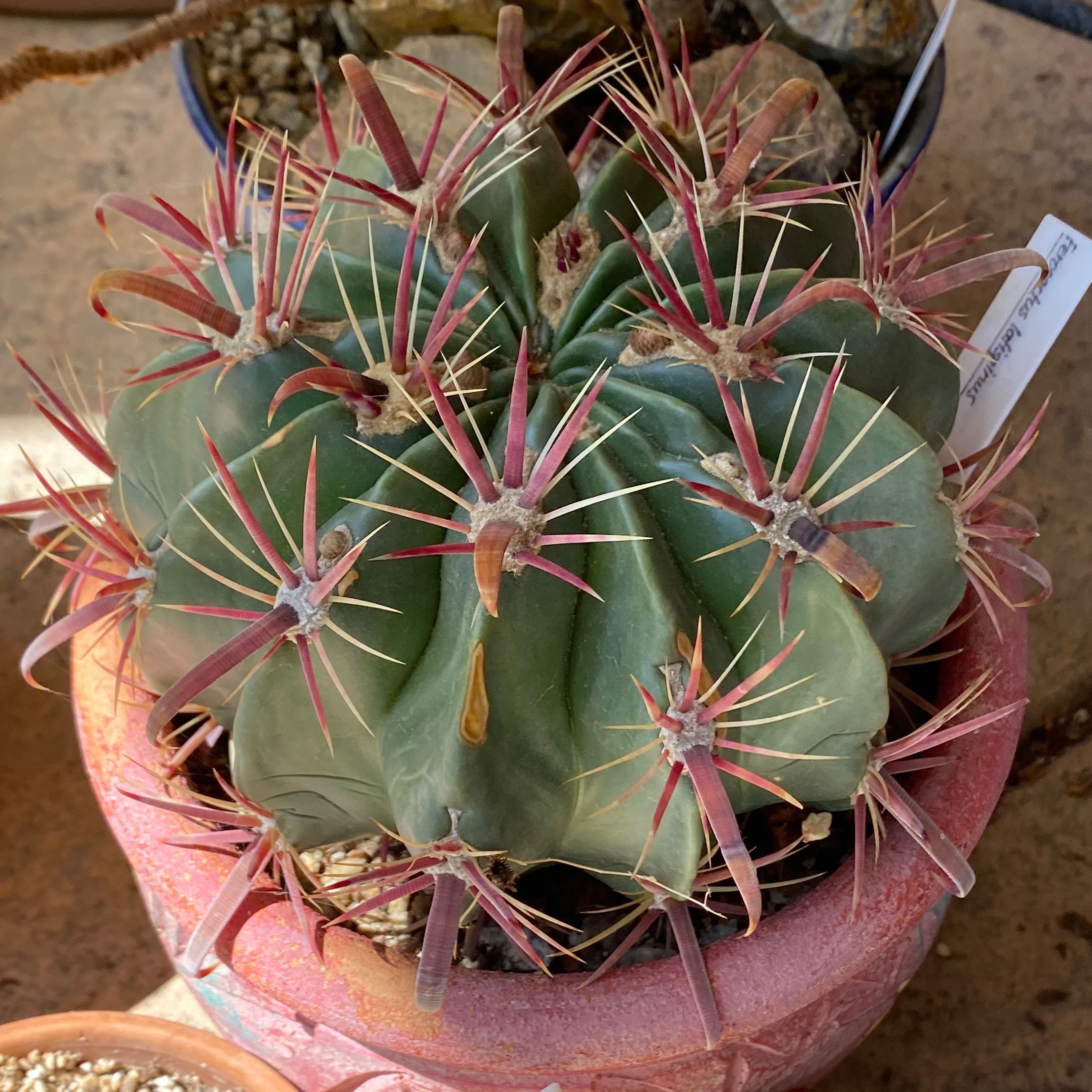 Devil's Tongue Barrel Cactus in a pot with visible soil and vibrant spines.