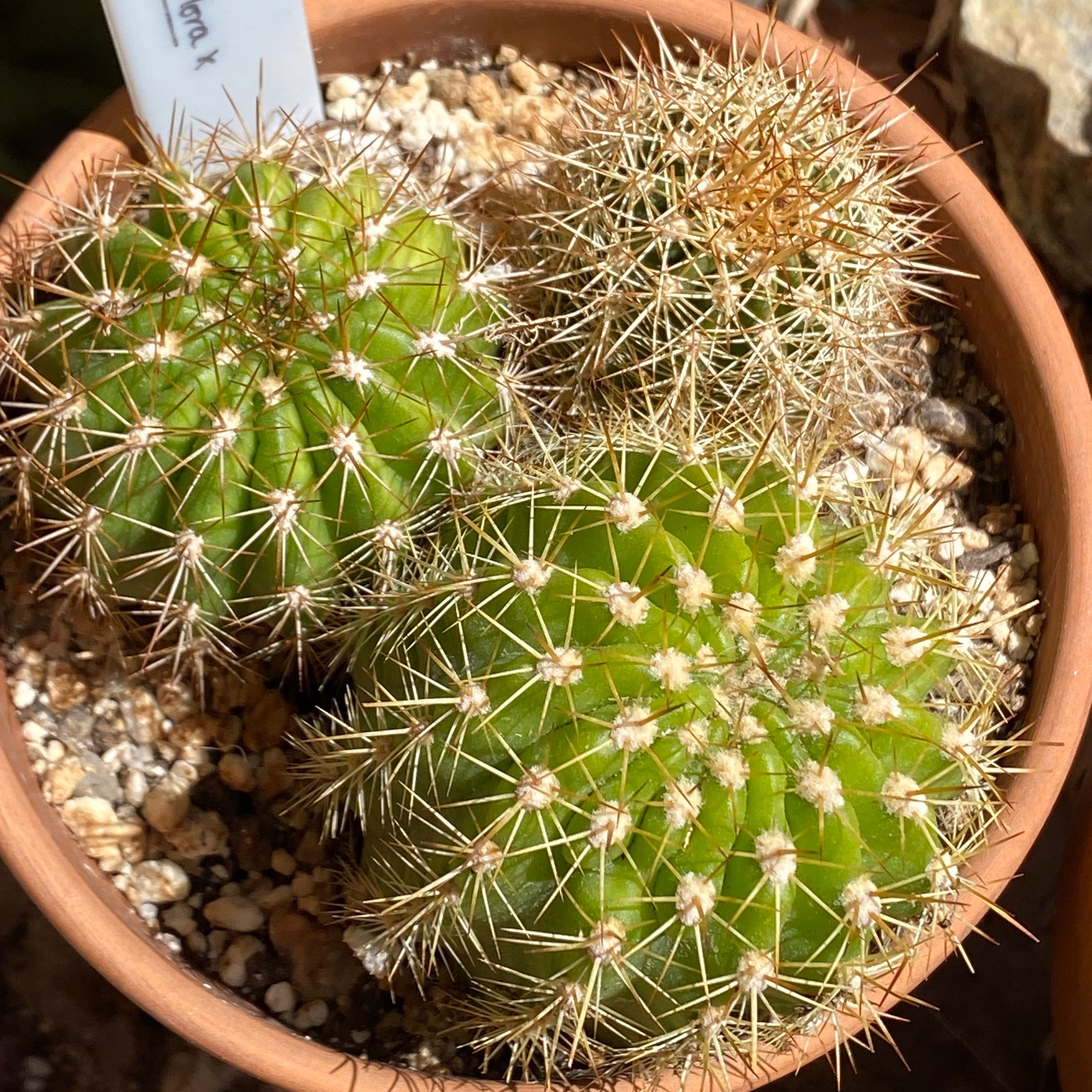Photo of the plant species Cacto by @verdant named Echinopsis grandiflora x on Greg, the plant care app