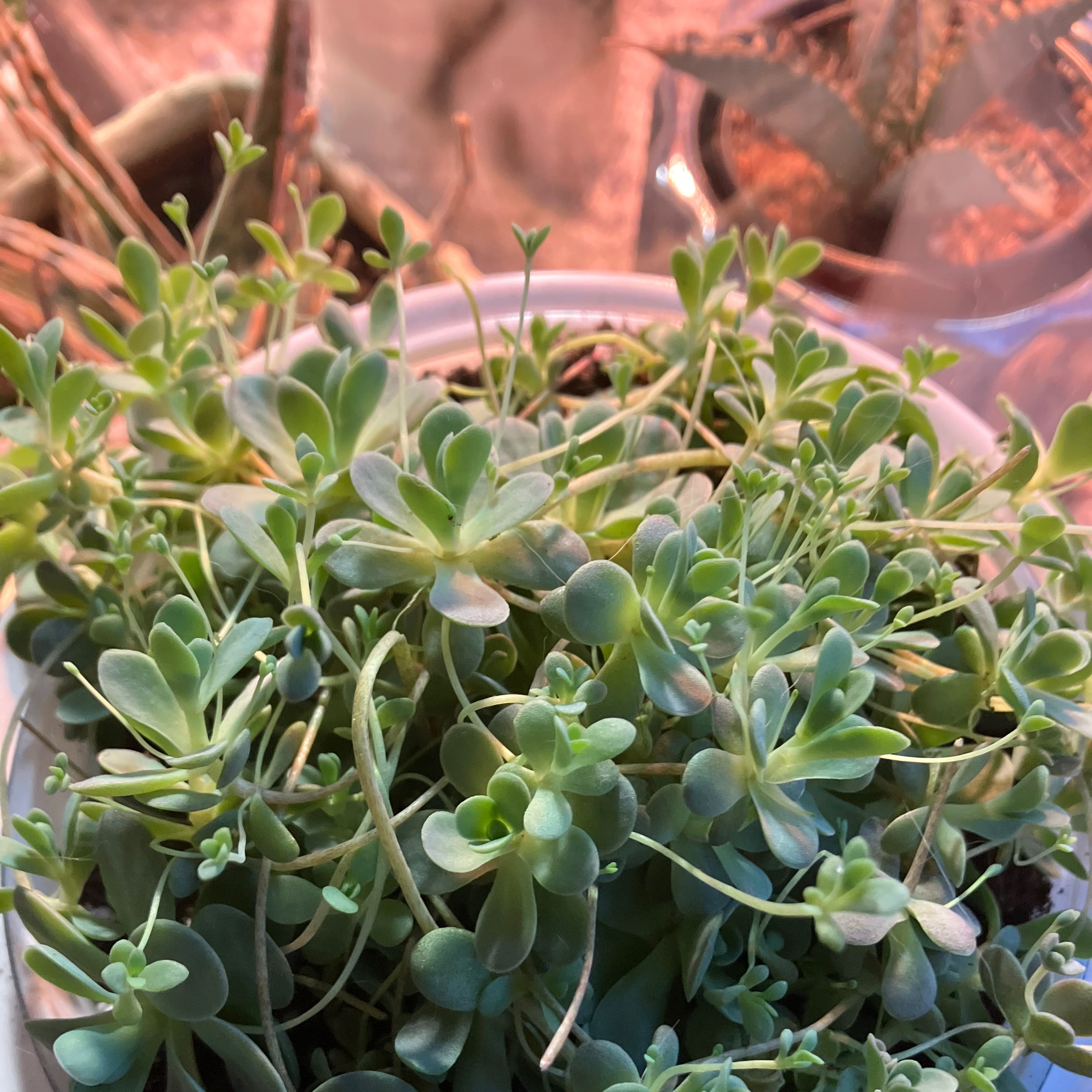 Healthy Dunce Cap succulent with fleshy leaves in a pot, partially visible soil.