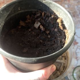 Photo of the plant species Common Bean by @Niel777 named Kendall on Greg, the plant care app
