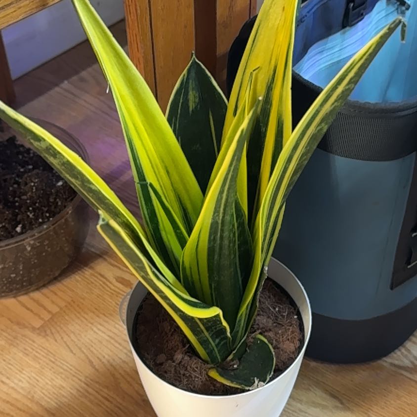 Golden Flame Snake Plant in a white pot with visible soil, vibrant green and yellow leaves.