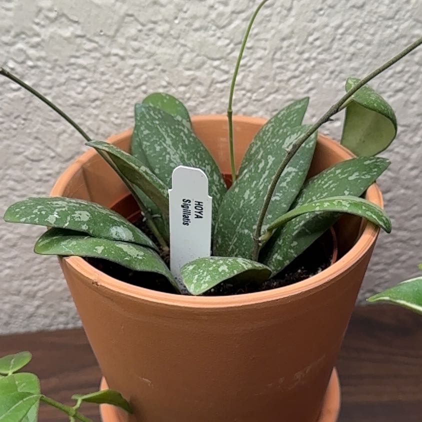 Hoya Sigillatis plant in a terracotta pot with speckled leaves.