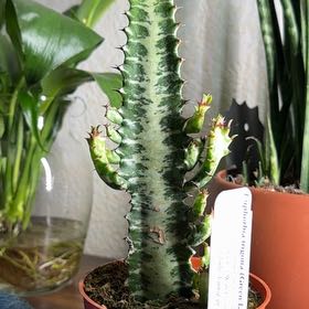 Photo of the plant species Green African Milk Tree by @WelefulSeastock named Lavender on Greg, the plant care app