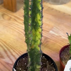 Photo of the plant species Variegated San Pedro Cactus by @WelefulSeastock named Keanu Leaves on Greg, the plant care app