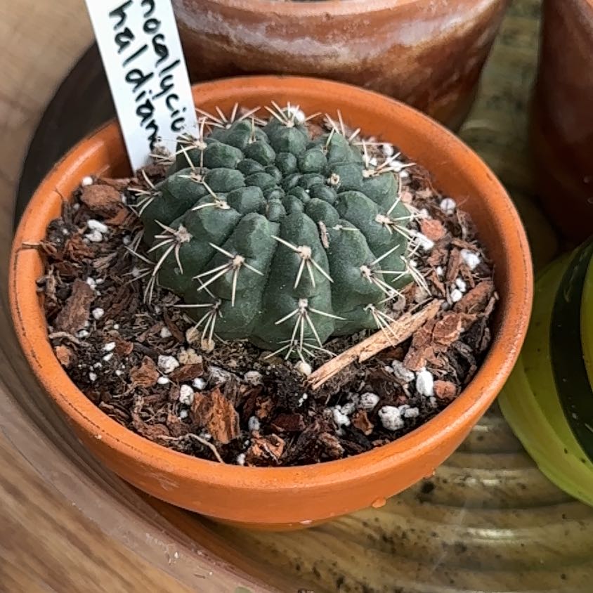 Photo of the plant species Gymnocalycium anisitsii by @WelefulSeastock named Sol on Greg, the plant care app
