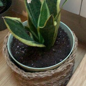 Plant care for American Pondweed on Greg, the plant care app