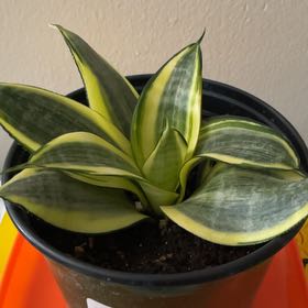 Photo of the plant species Sanseveria Gabriella by @MightyPilea named Athena on Greg, the plant care app