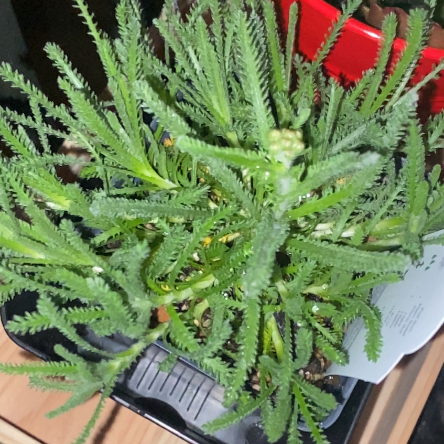 Photo of the plant species woolly yarrow by @HighclassPecan named Miley on Greg, the plant care app