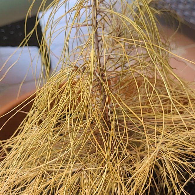 Photo of the plant species Scrub Pine by @StarTitoki named Prince on Greg, the plant care app