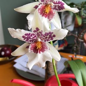 Photo of the plant species Hilo Sparkle Orchid by @BossBabyjumpup named Ulysses S Plant on Greg, the plant care app