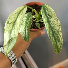 Photo of the plant species Epipremnum giganteum by @CentralRosemary named Dax on Greg, the plant care app