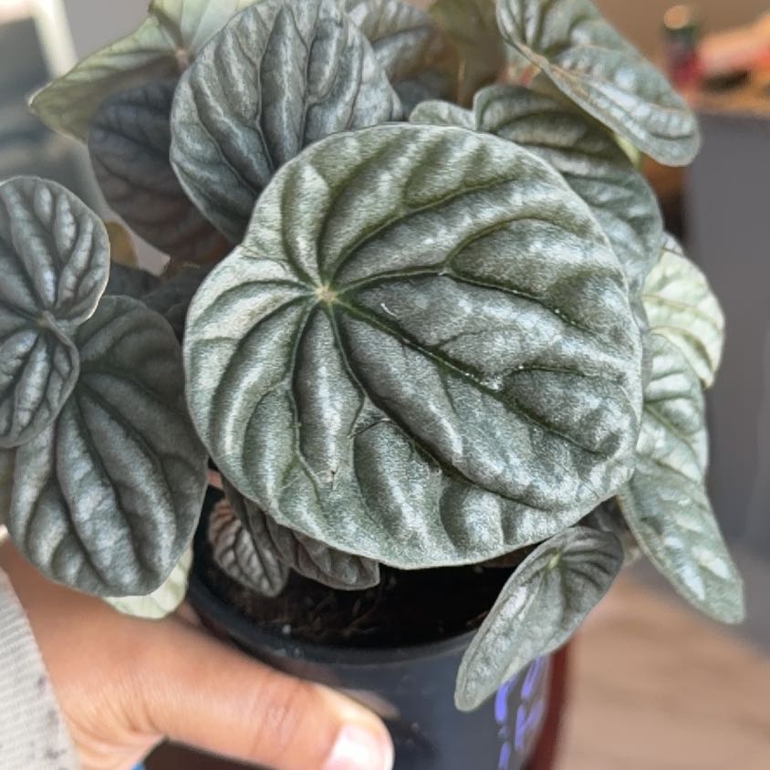 Photo of the plant species Silver Ripple Peperomia by @CentralRosemary named Platinum on Greg, the plant care app