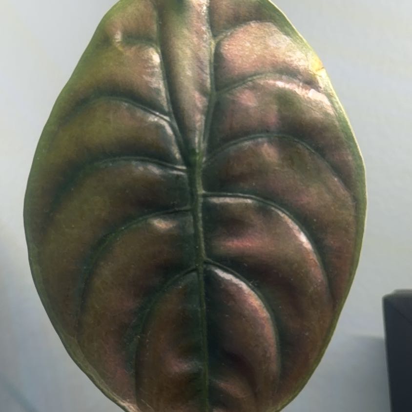 Photo of the plant species Red Secret by @CentralRosemary named Gobi on Greg, the plant care app