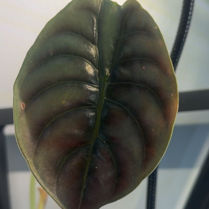 Photo of the plant species Red Secret by @CentralRosemary named Marilyn on Greg, the plant care app