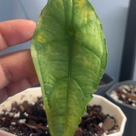 Photo of the plant species Alocasia dragons breath by @CentralRosemary named Pax on Greg, the plant care app