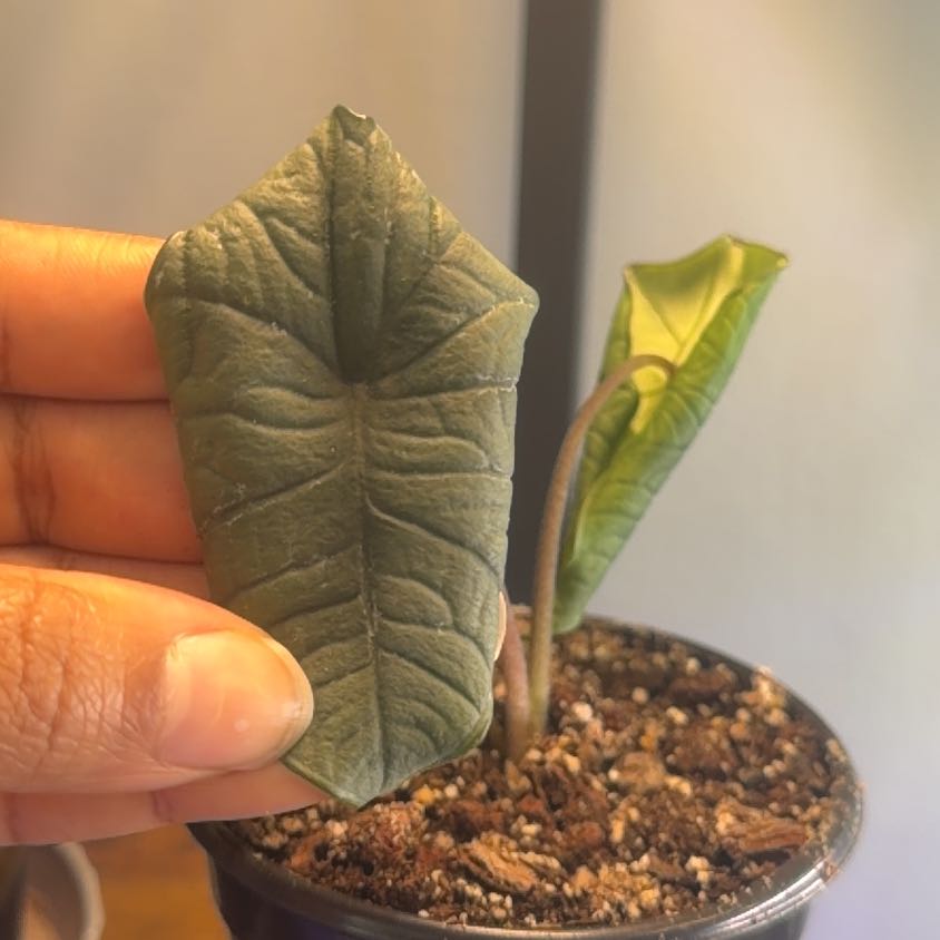Photo of the plant species Alocasia Bisma Silver by @CentralRosemary named Sahara on Greg, the plant care app