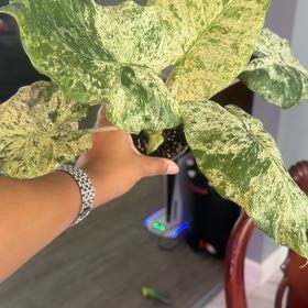 Photo of the plant species Alocasia Odora Batik Varigetated by @CentralRosemary named Maya on Greg, the plant care app