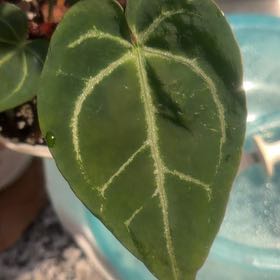 Photo of the plant species Anthurium crystallinum magnificum by @CentralRosemary named Crystal on Greg, the plant care app