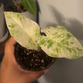 Photo of the plant species Alocasia Snow Odora Batik by @CentralRosemary named Winter on Greg, the plant care app