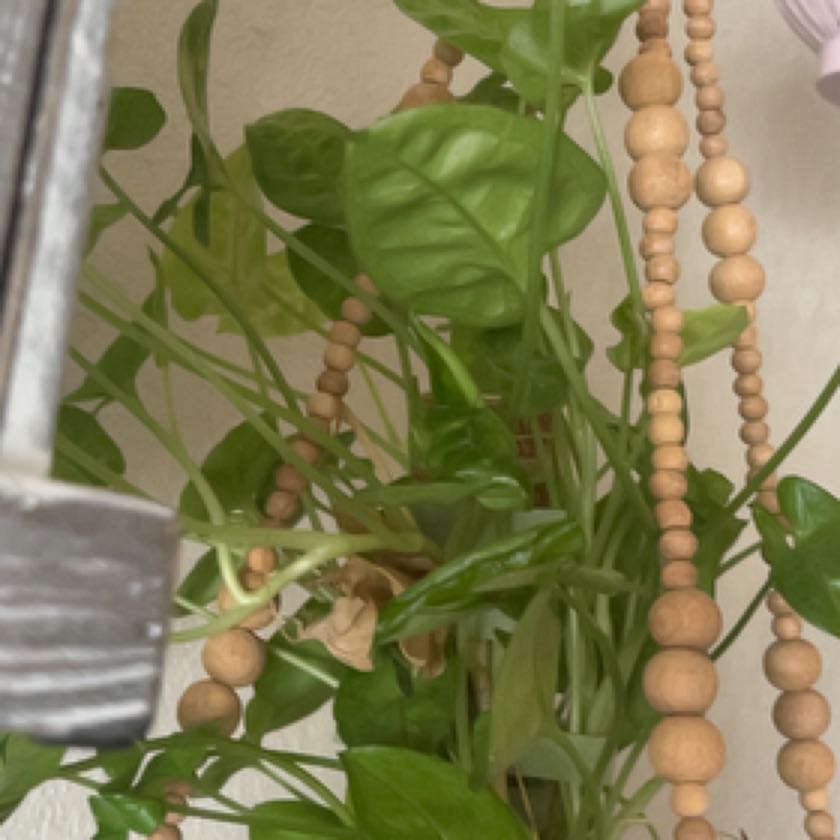 Photo of the plant species Arrowhead Plant by @ClassicalOricad named Cleopatra on Greg, the plant care app