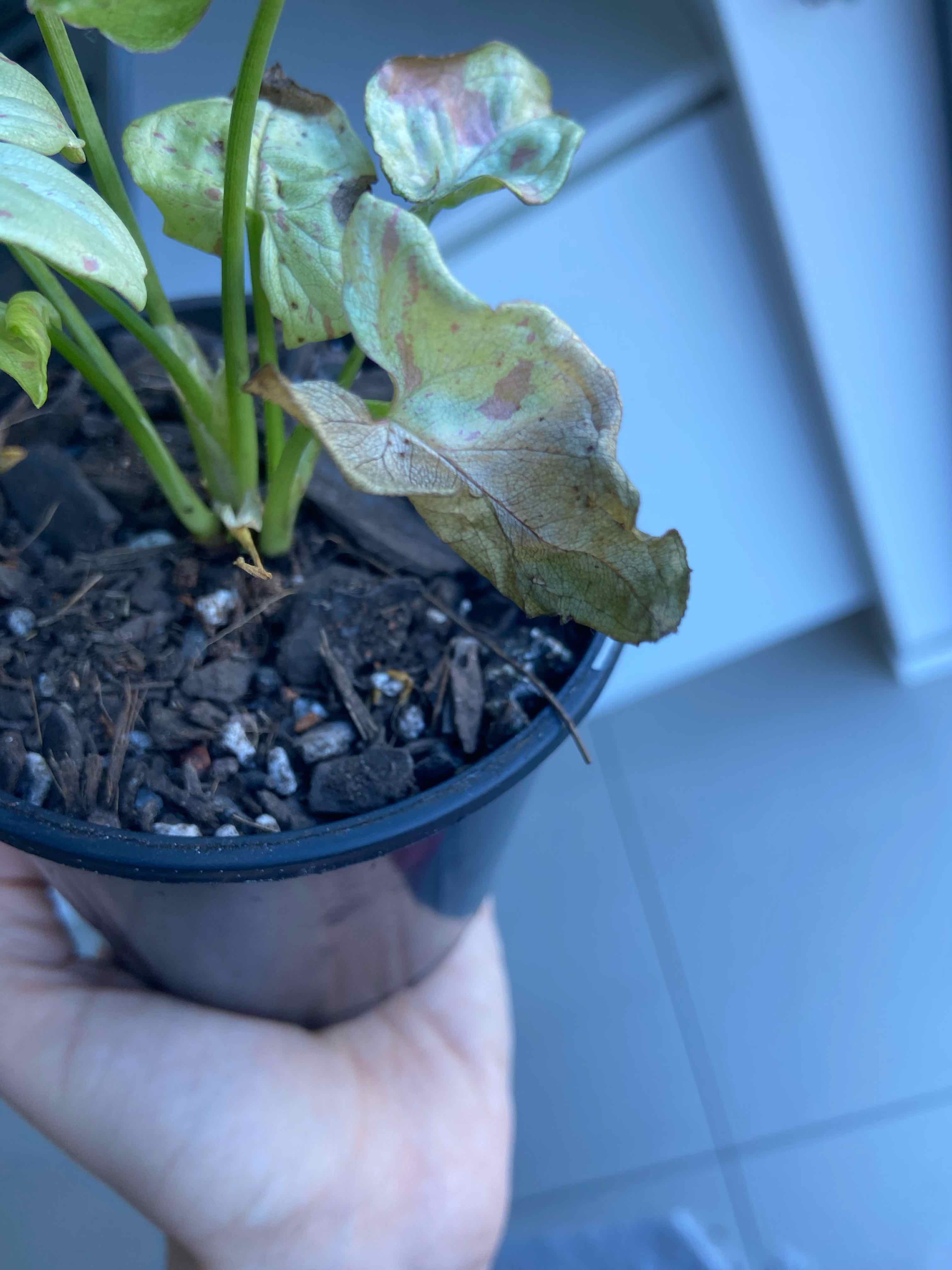 Syngonium 'Milk Confetti' plant in a black pot with some browning leaves, held by a hand.