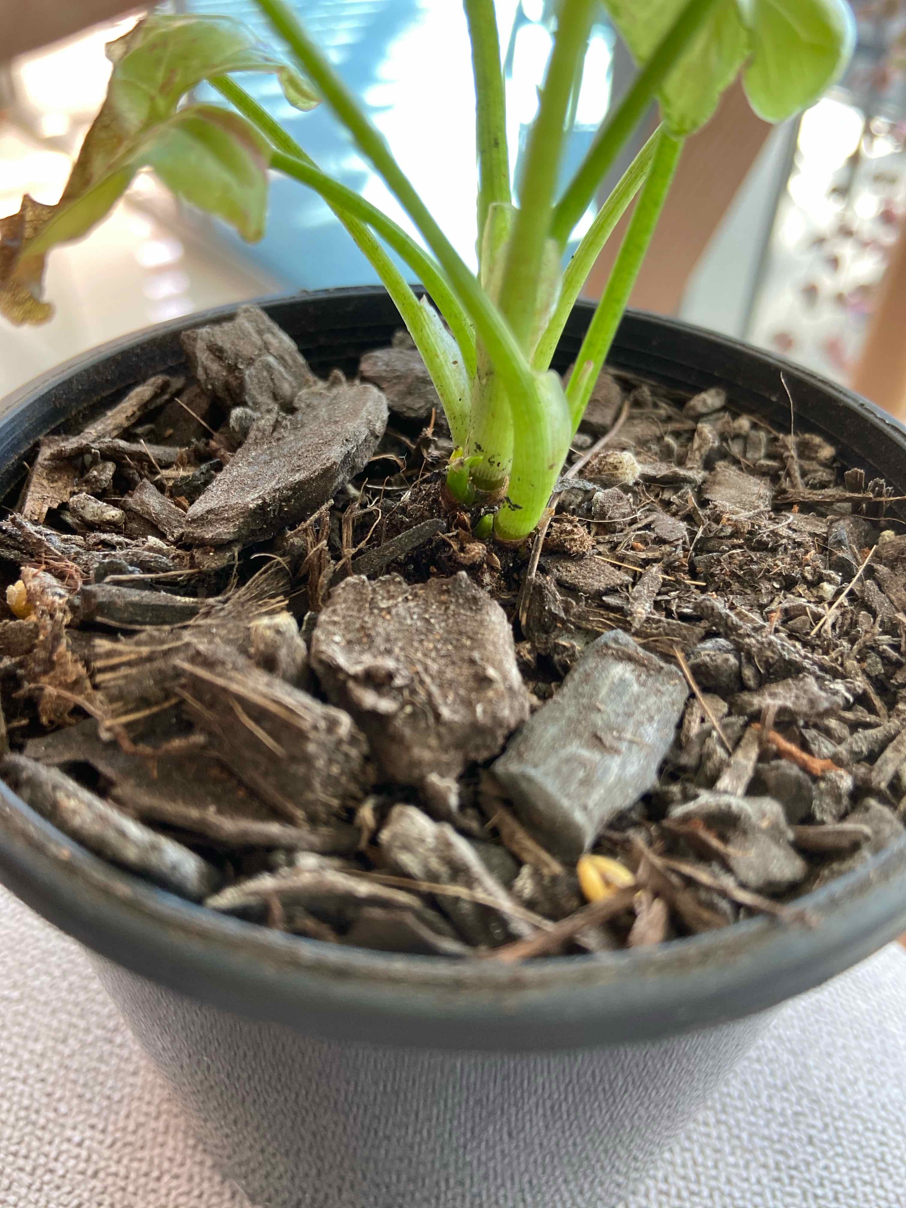 Syngonium 'Milk Confetti' plant in a pot with visible soil and mulch.