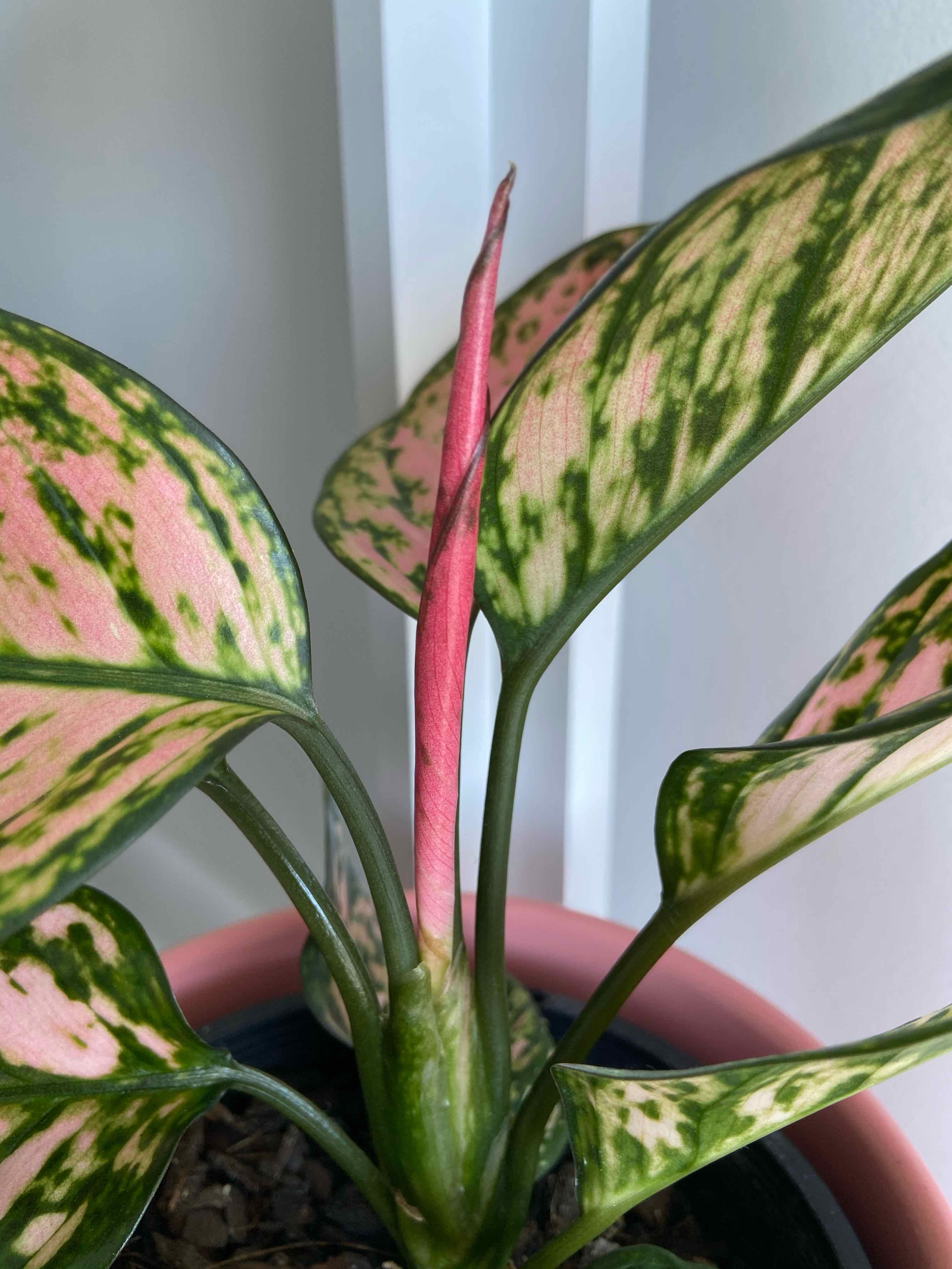 Chinese Evergreen Valentine plant with pink and green variegated leaves in a pot.