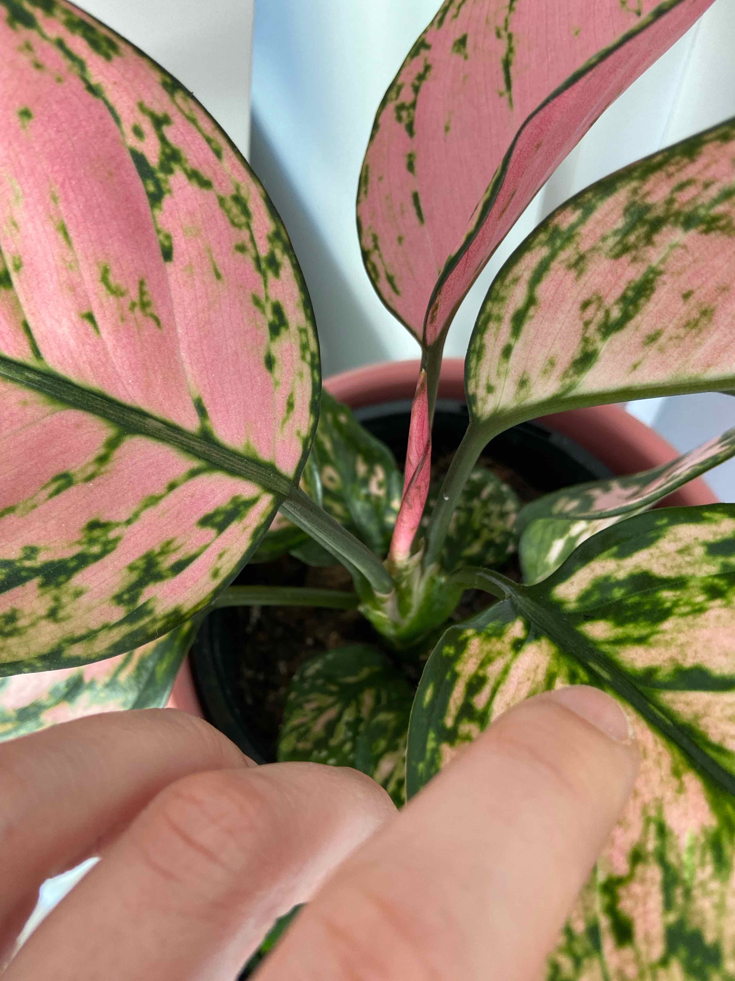 Chinese Evergreen Valentine plant with pink and green variegated leaves. A hand is pointing to the plant.