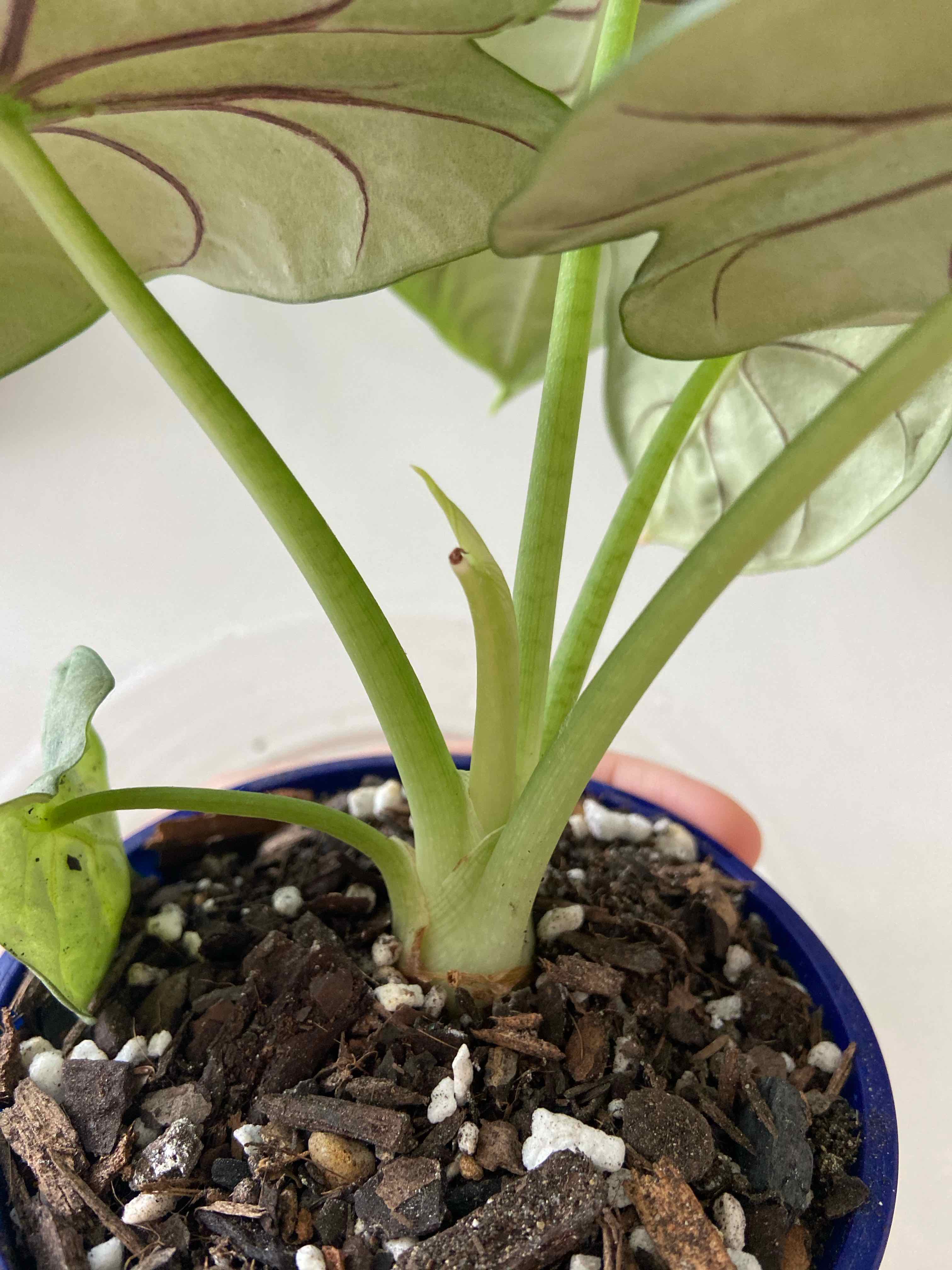 Silver Dragon plant in a pot with visible soil, healthy green leaves.
