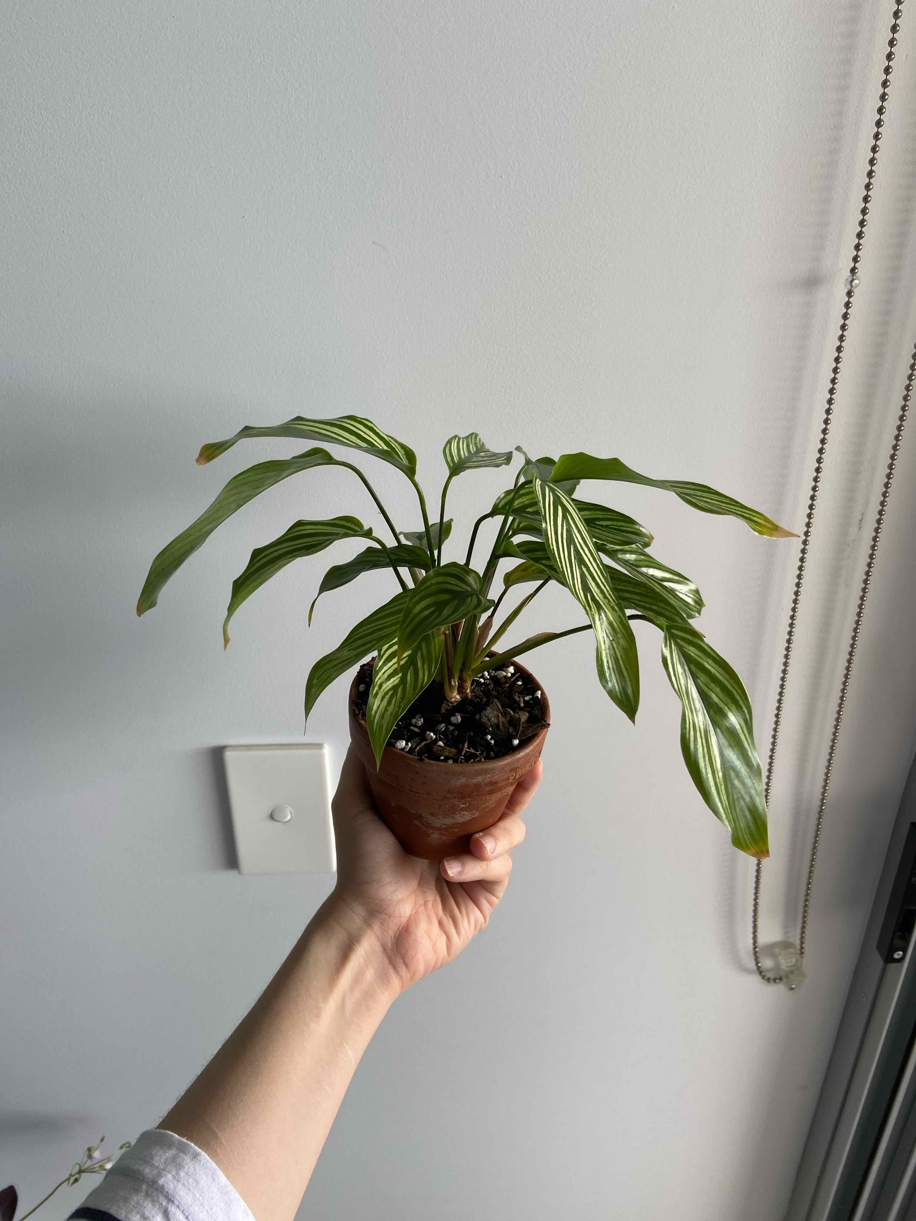 Calathea Vittata plant held by a hand, with visible soil and vibrant green leaves.