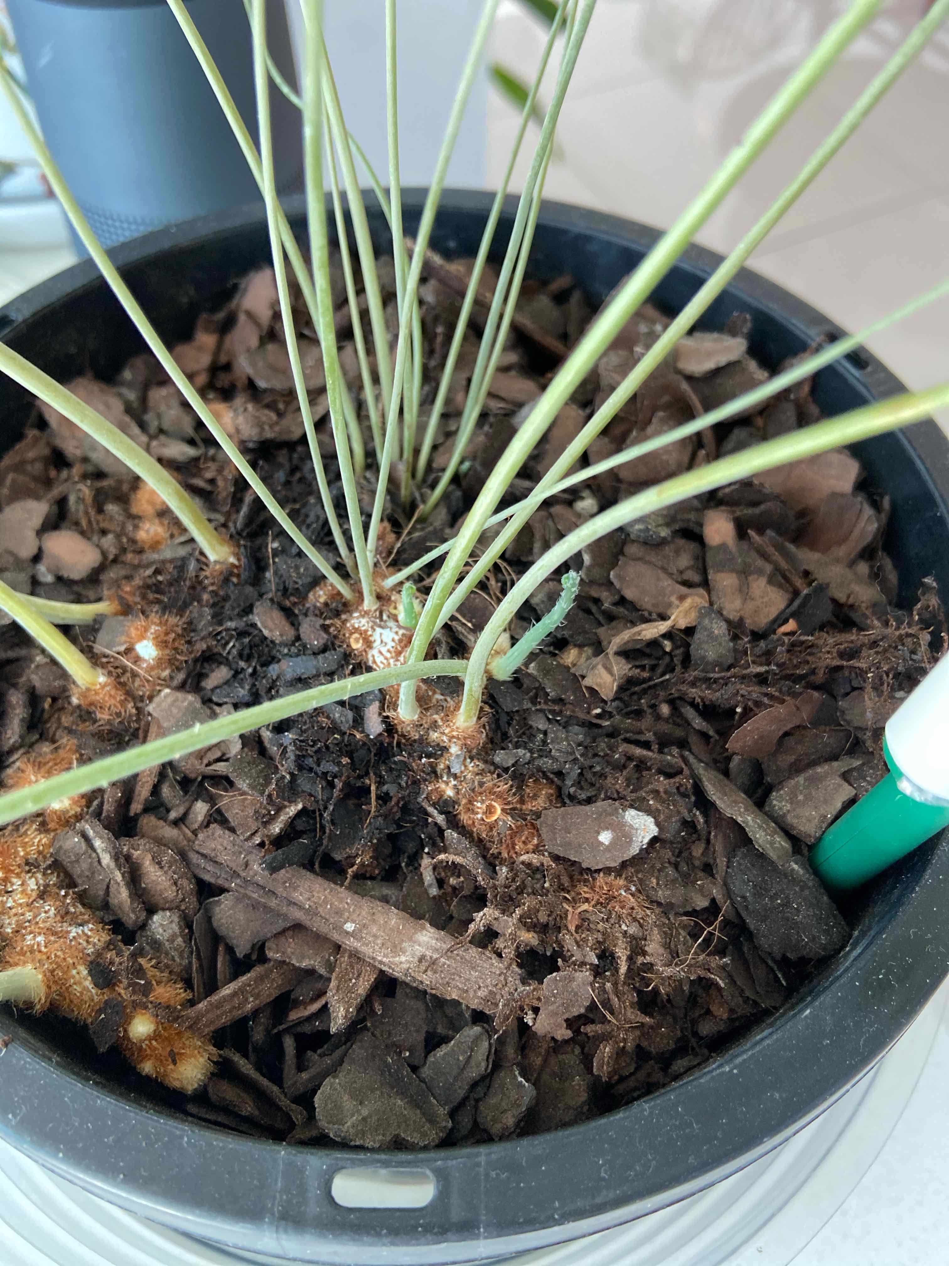 Blue Star Fern in a pot with visible soil and mulch, showing some white spots on the soil surface.