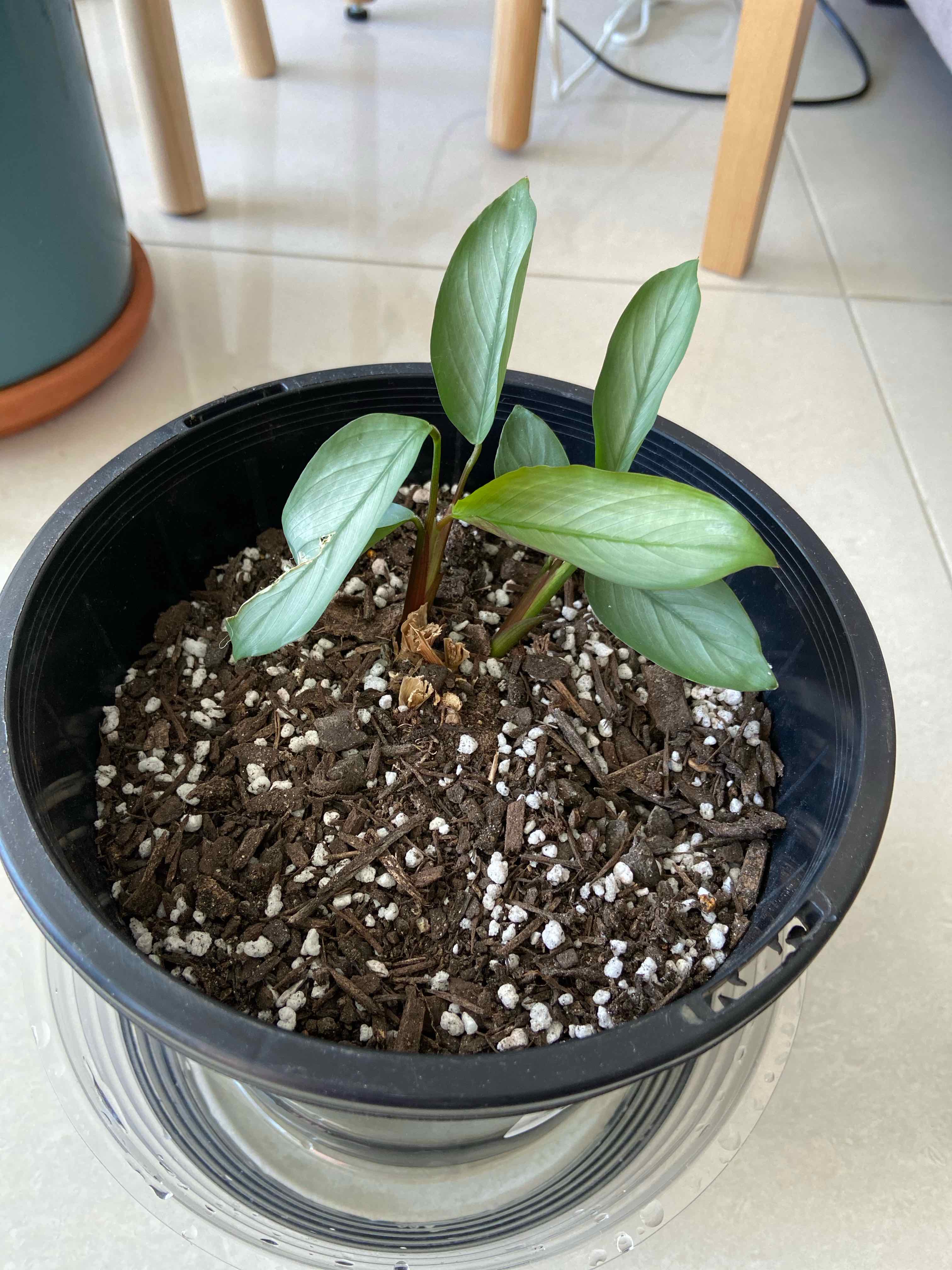 Potted Never Never Plant 'Grey Star' with green leaves and visible soil.