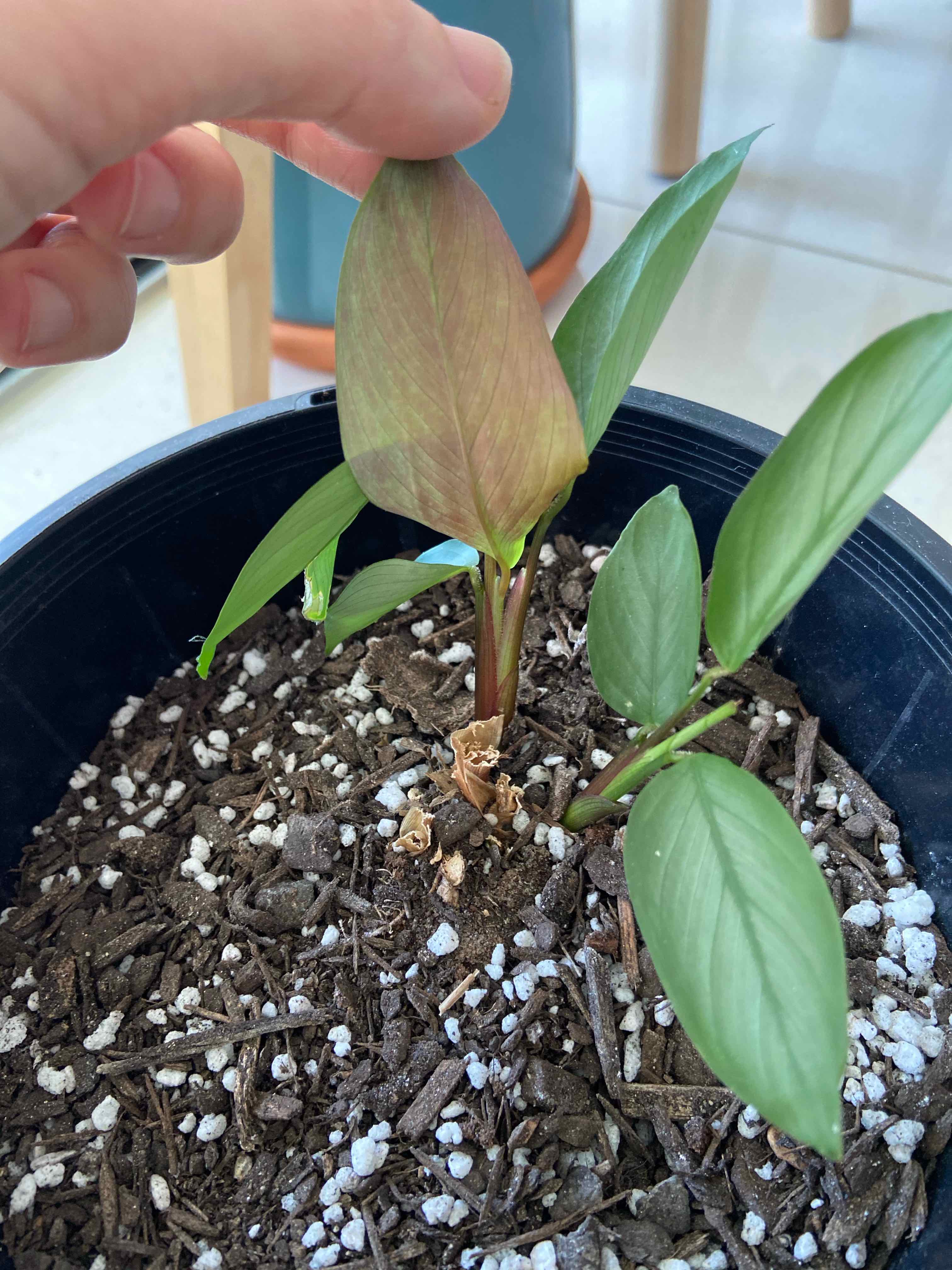 Never Never Plant 'Grey Star' in a pot with visible soil, one leaf being held up showing browning.