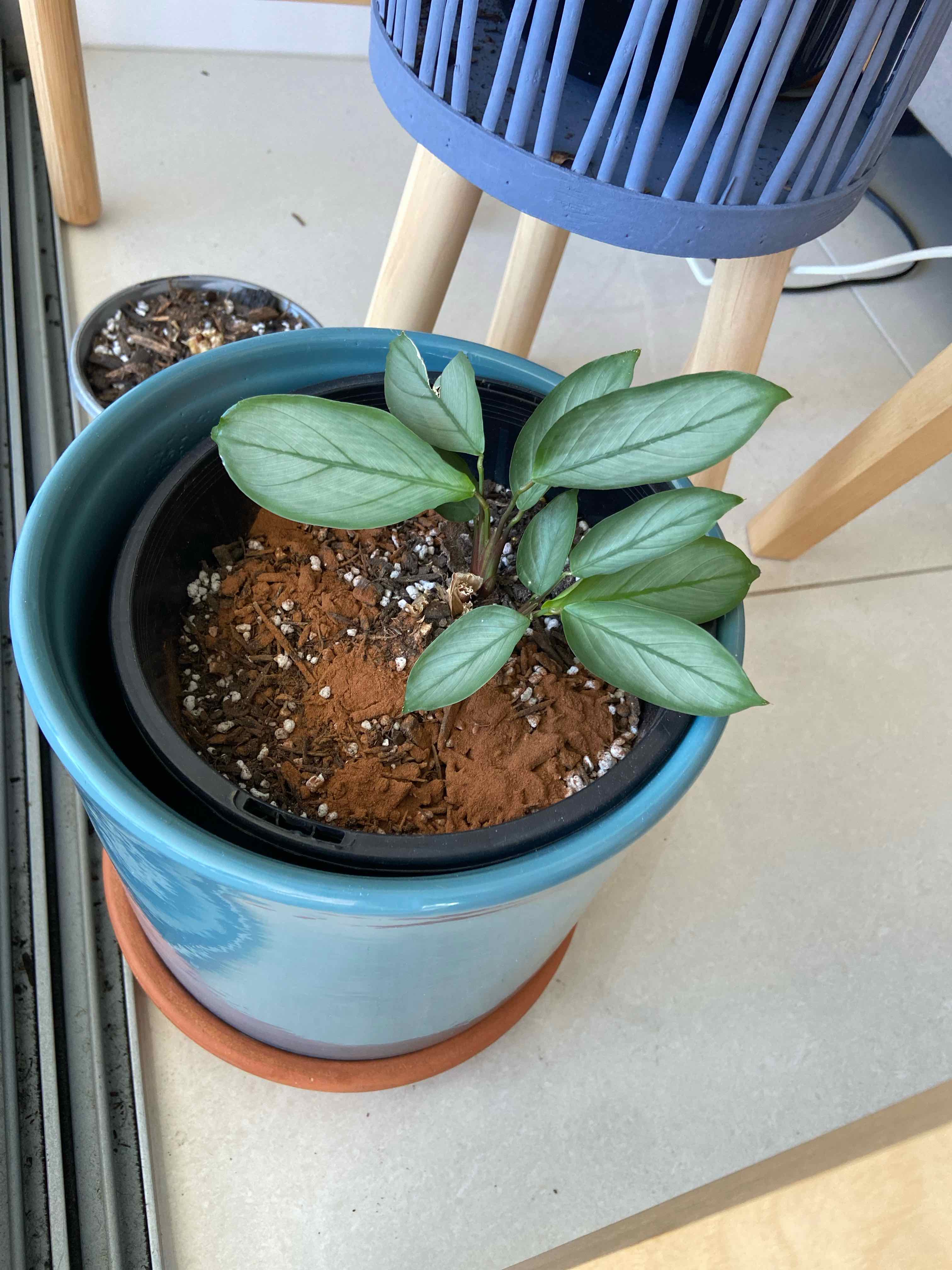 Never Never Plant 'Grey Star' in a blue pot with visible soil, healthy leaves.
