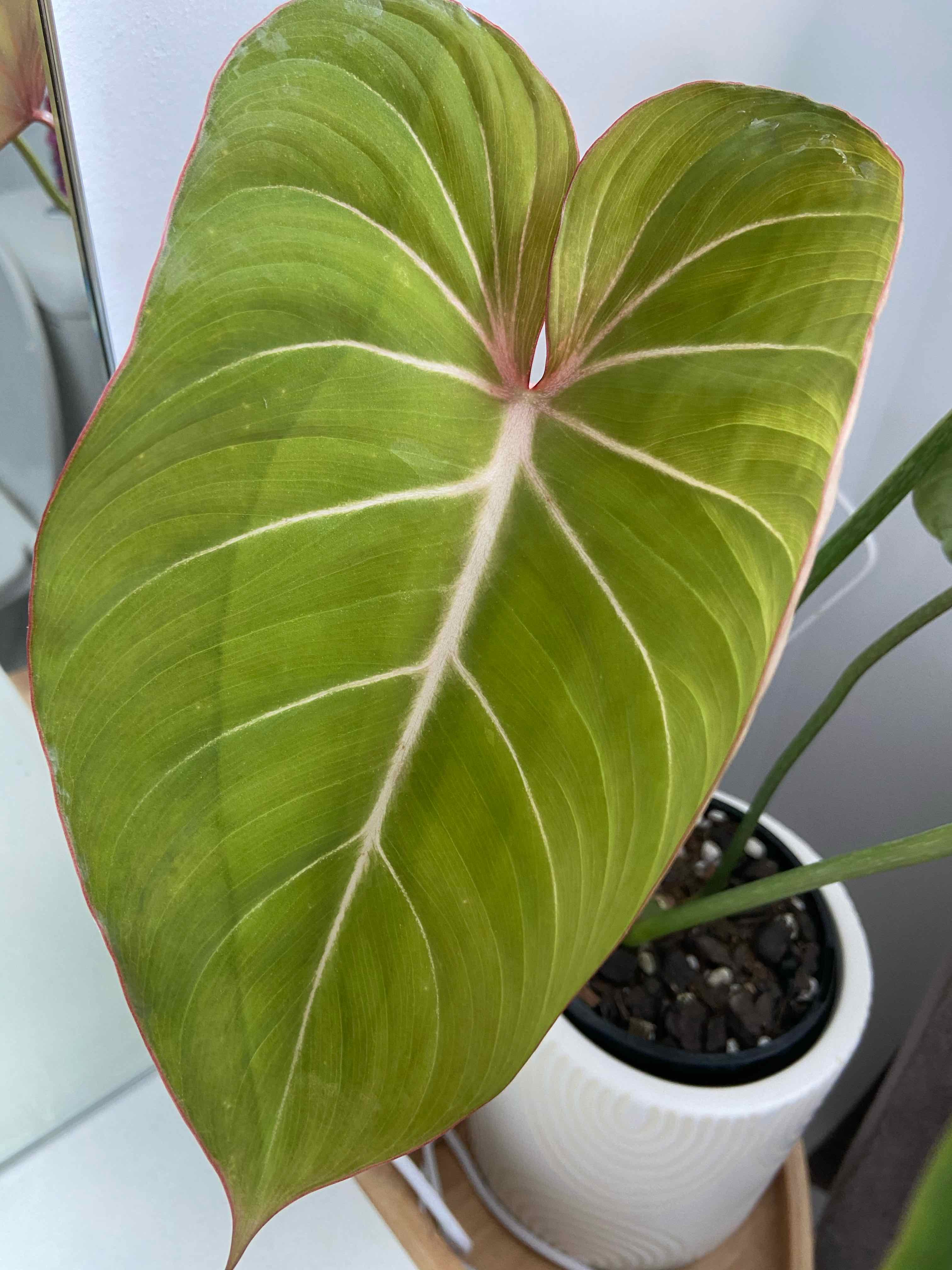 Philodendron gloriosum with a large, healthy leaf and visible soil in a white pot.