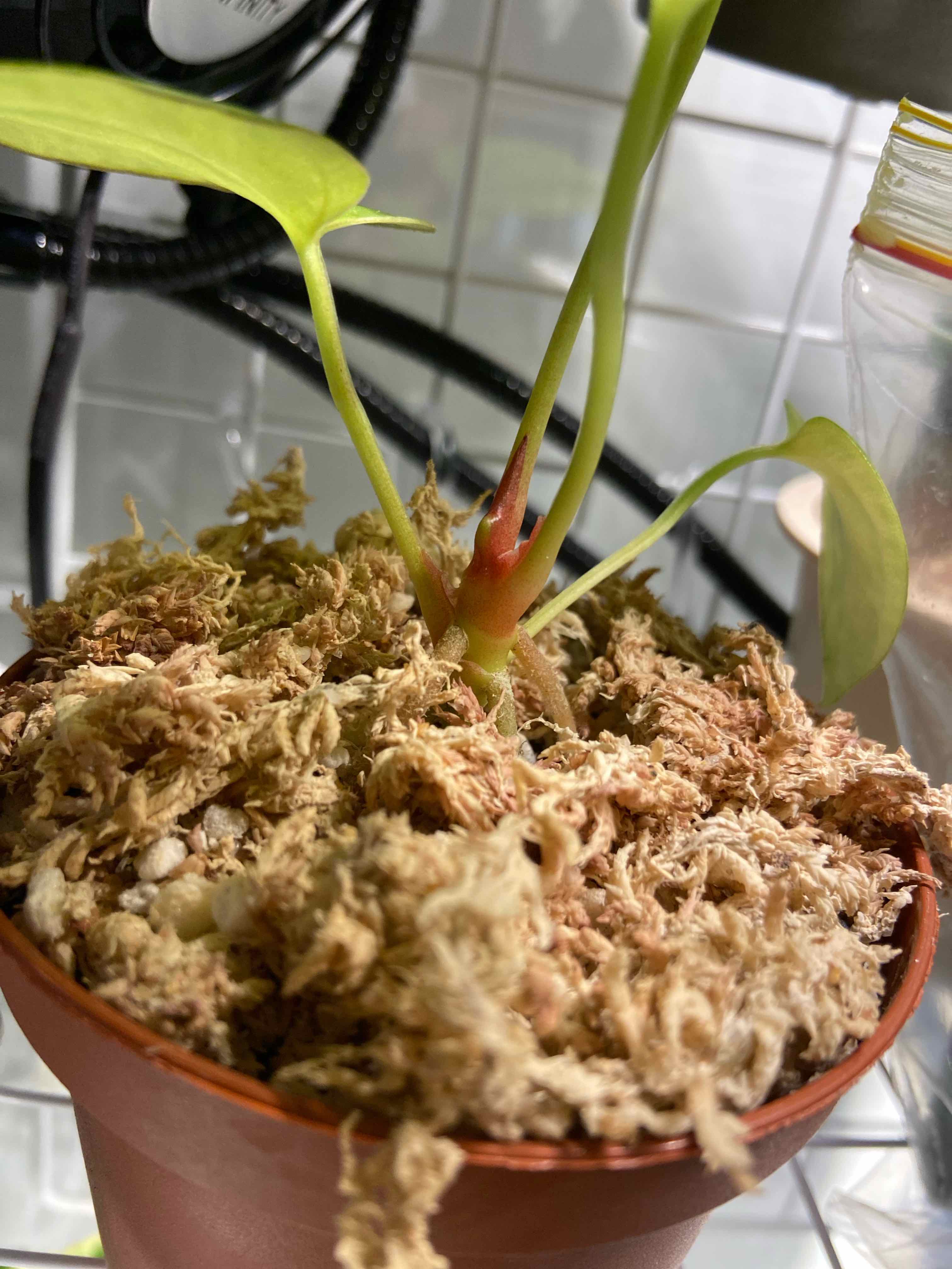 Anthurium crystallinum magnificum plant in a pot with moss-covered soil, showing healthy green leaves.