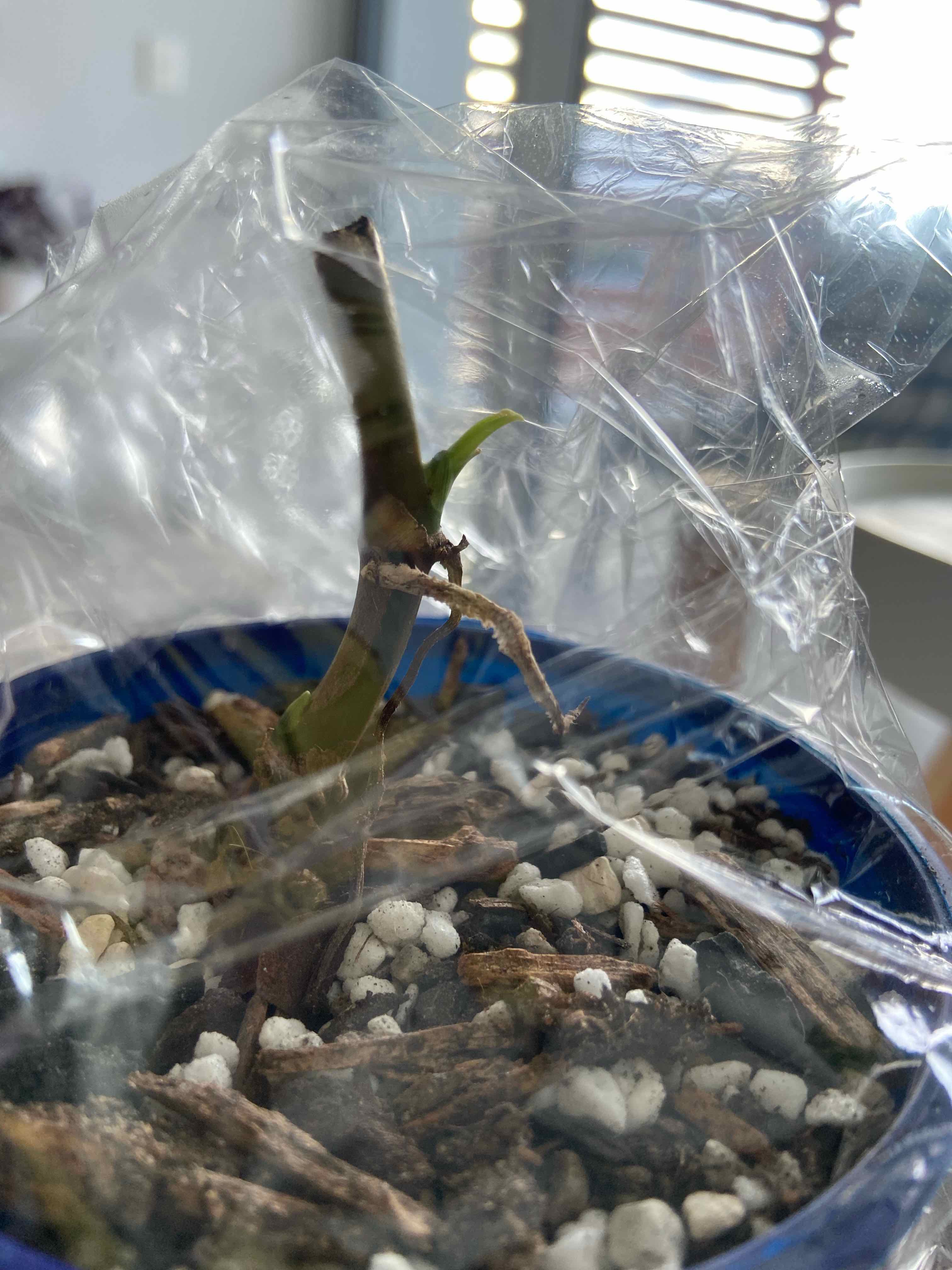 Pink Splash Arrowhead Vine in a pot with visible soil and perlite, covered with plastic wrap.