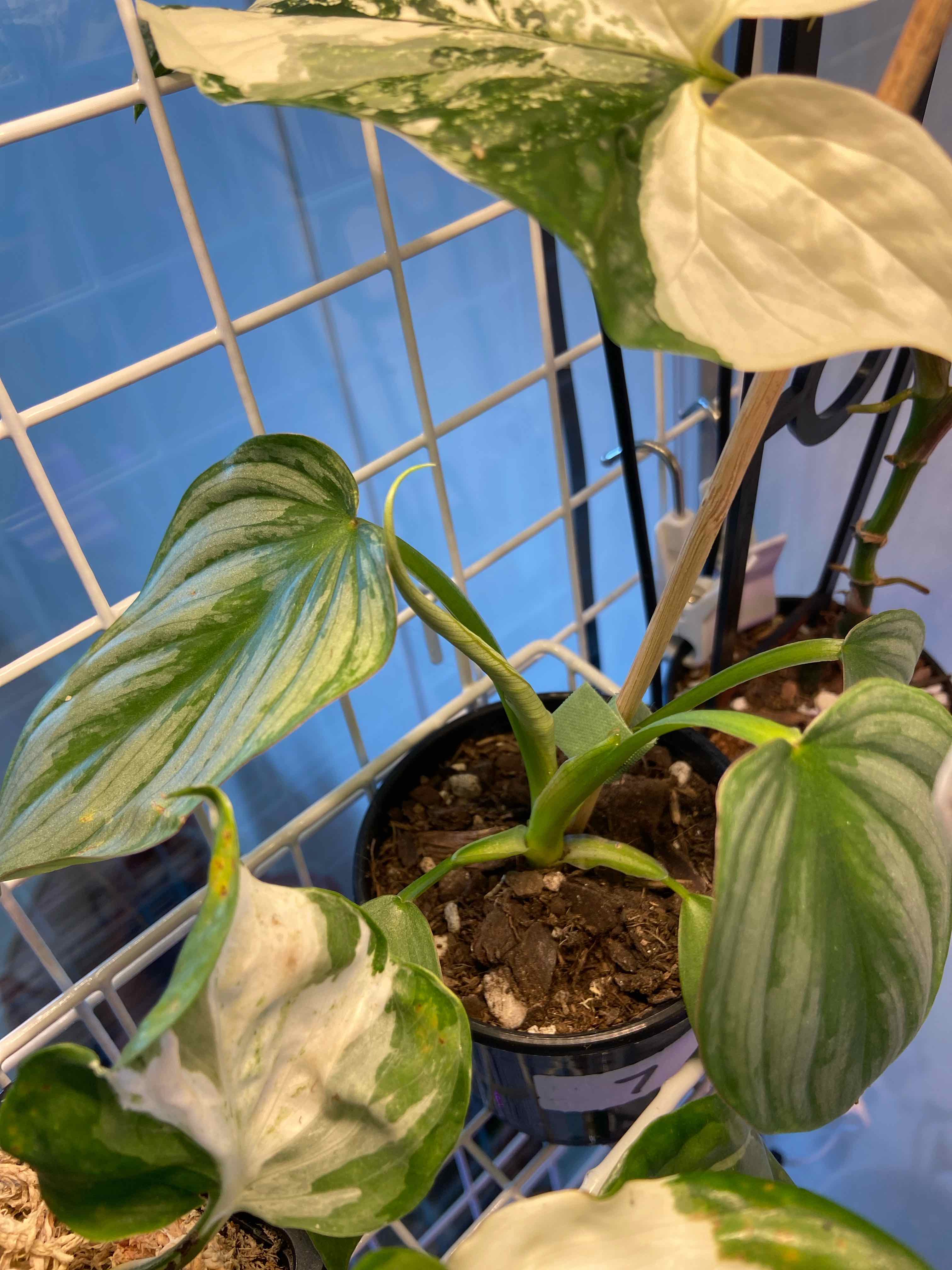 Philodendron 'Silver Cloud' plant with variegated leaves in a pot, healthy appearance.