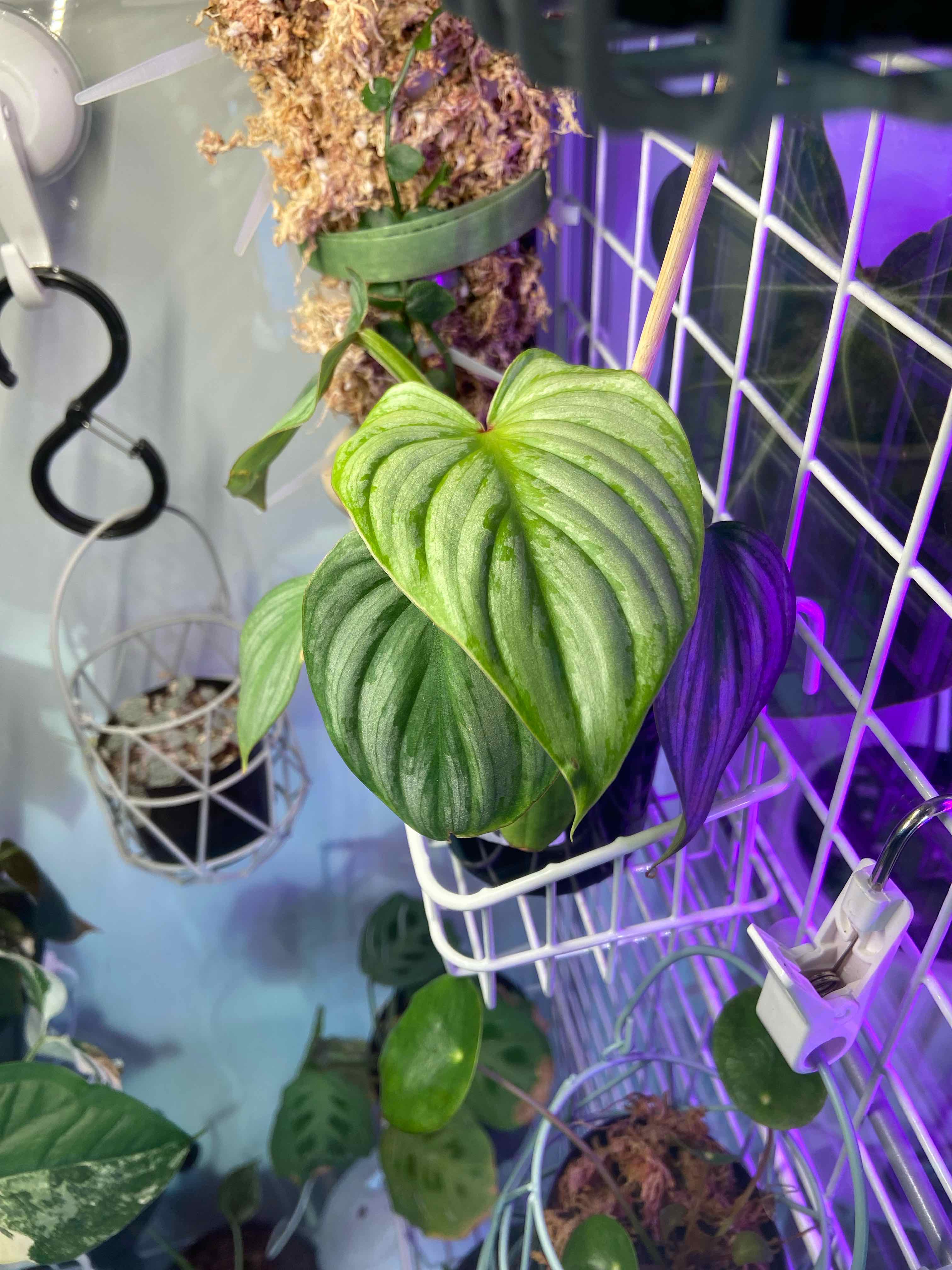 Plant care for Abnormal Spikerush on Greg, the plant care app