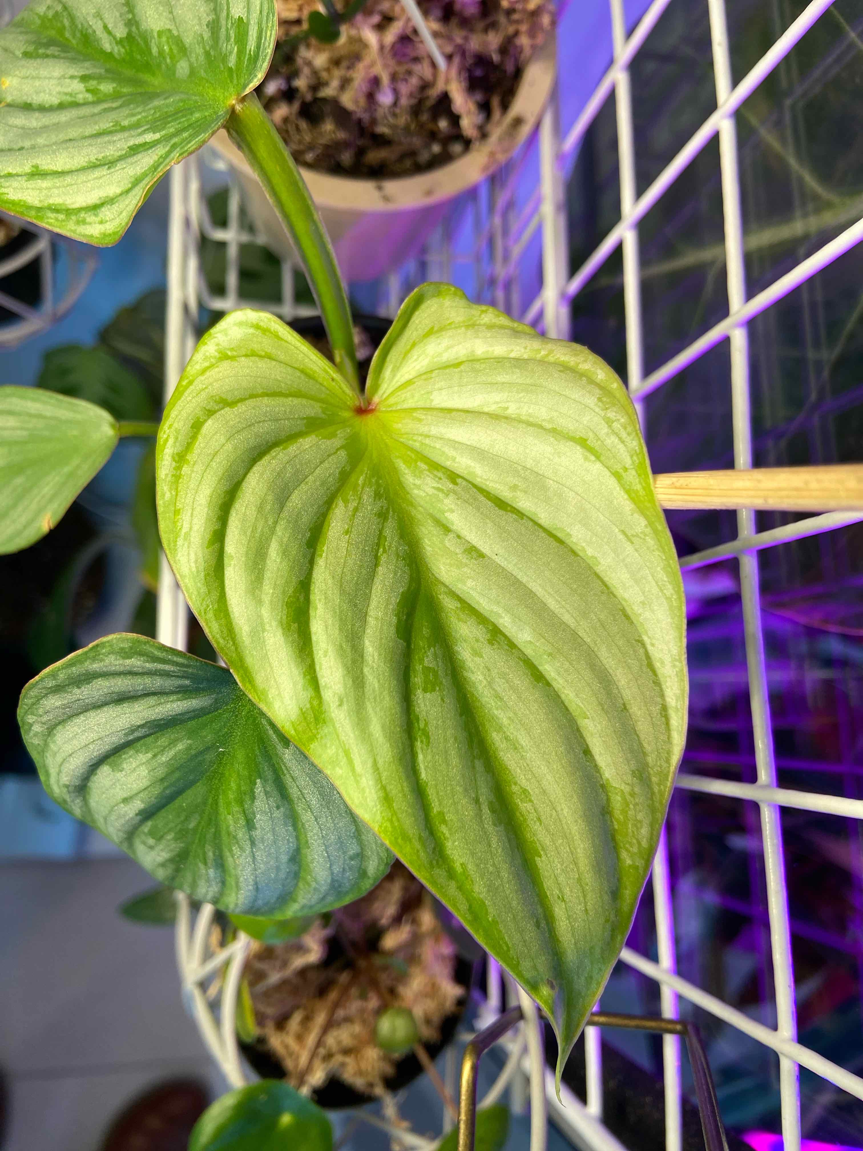 Philodendron 'Silver Cloud' plant with healthy silver-green leaves.